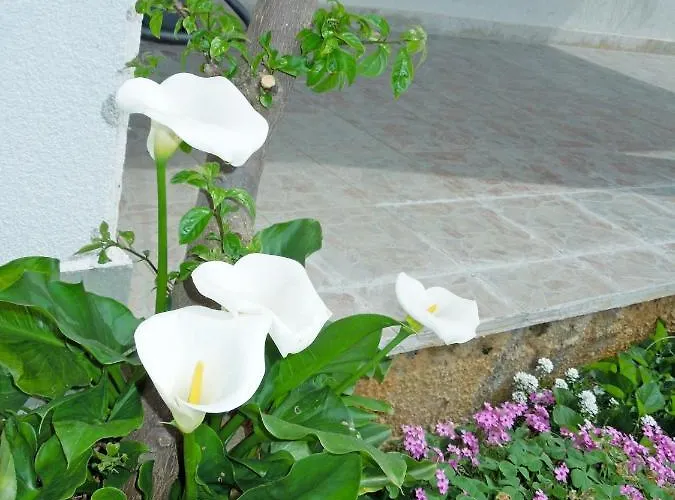 Elide Rabac