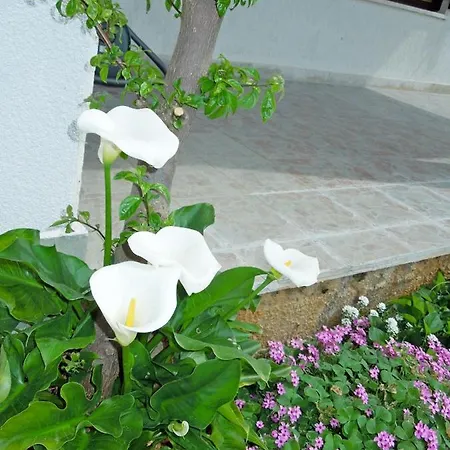 Elide ראבץ